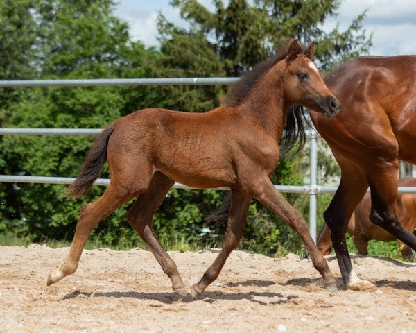 horse Dobby (German Riding Pony, 2024, from Del Piero 25)
