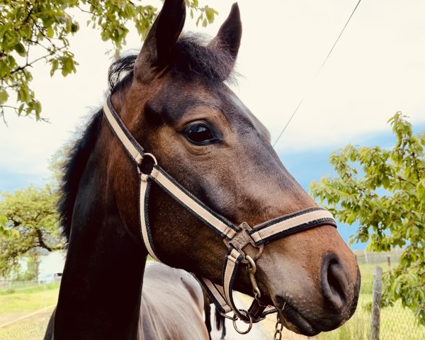 horse Neas Diamond S (German Sport Horse, 2023, from Cornets Pleasure Dree Boeken)