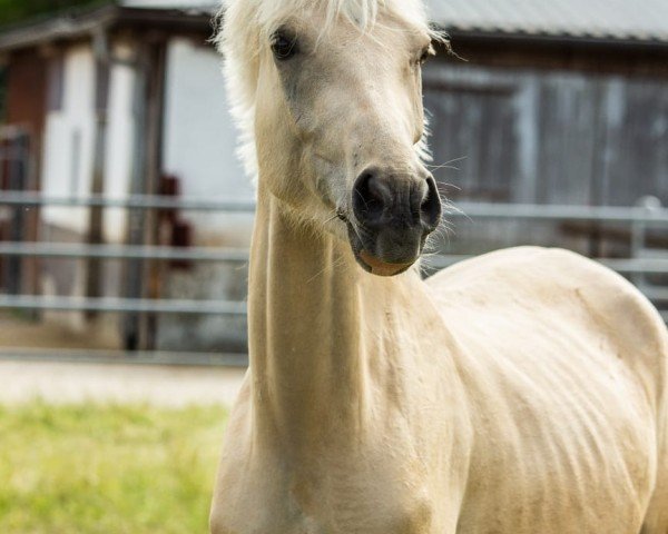 horse Amore Mia (German Riding Pony, 2022, from Dating AT NRW)