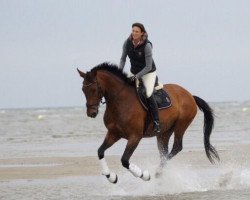 broodmare Baccarat 15 (Holsteiner, 2009, from Loran)