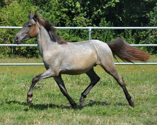 horse Malfoy (German Riding Pony, 2022, from Mescal 15)