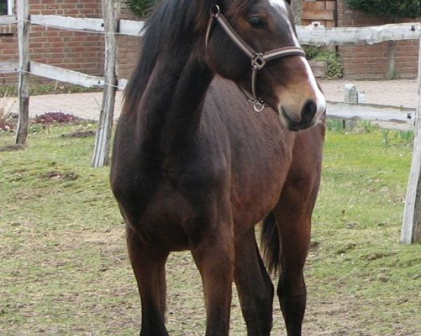 horse Hengst von Casiro I / Loran (Holsteiner, 2020, from Casiro I)
