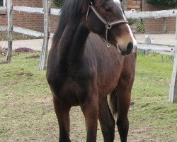 Pferd Hengst von Casiro I / Loran (Holsteiner, 2020, von Casiro I)