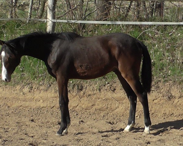 stallion Campari *2020 (Holsteiner,  , from Casiro I)
