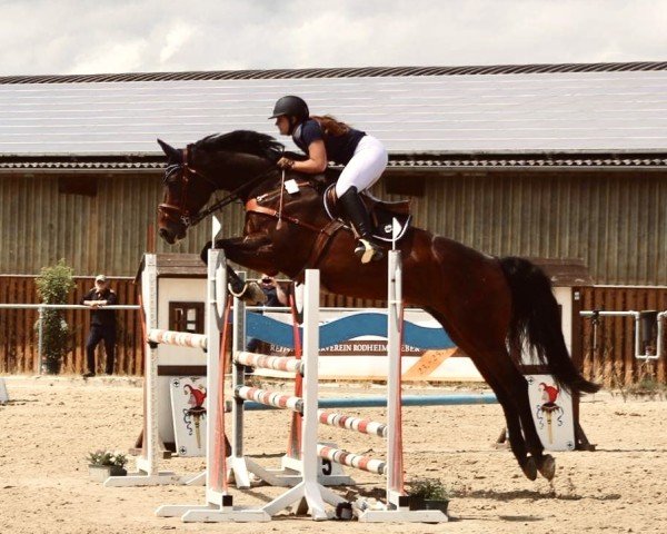 jumper Anton 403 (Hanoverian, 2002, from Antaeus)