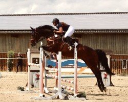 jumper Anton 403 (Hanoverian, 2002, from Antaeus)