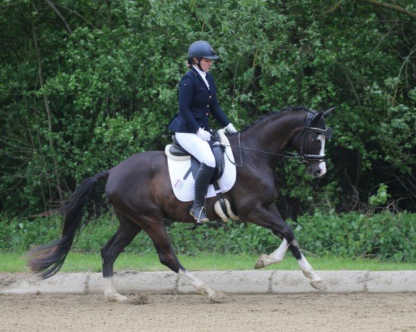 horse Farbentanz von Fürstenfeld (Trakehner, 2020, from Hirtentanz 2)