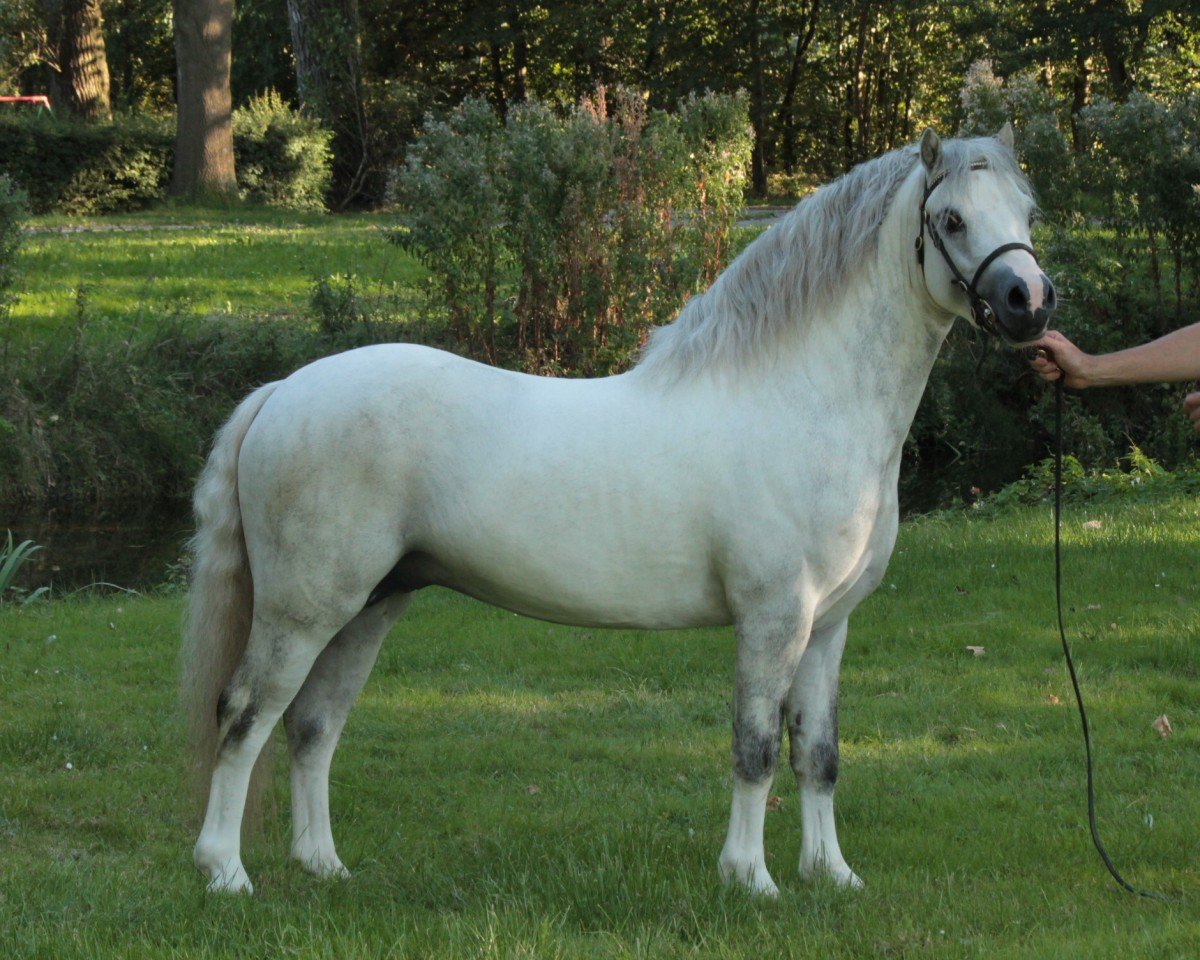 stallion Leybucht's Pierre (Welsh mountain pony (SEK.A), 2011, from Dyfed Piper)