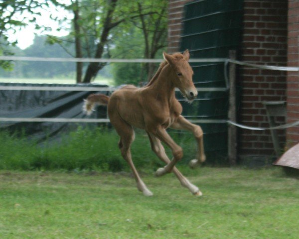 foal by Escalara (Hanoverian, 2025, from Escamillo)