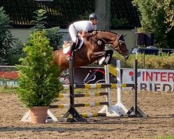 Springpferd Callah (Holsteiner, 2015, von Casall Ask)