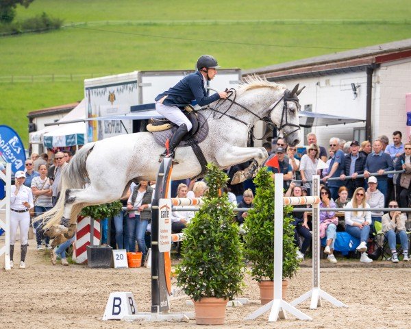 Springpferd Chilli (Deutsches Sportpferd, 2012, von Chippendale Z)
