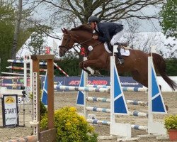 Springpferd Fine Pleasure 4 (Holsteiner, 2015, von For Pleasure)