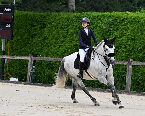 Springpferd Valisco Schueracher (Connemara-Pony, 2009, von Dream of Aulne)
