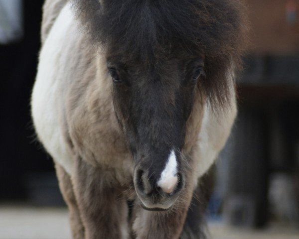 horse Aragon vom Gothensee (Shetland Pony, 2023, from Anton vom Rindergraben)