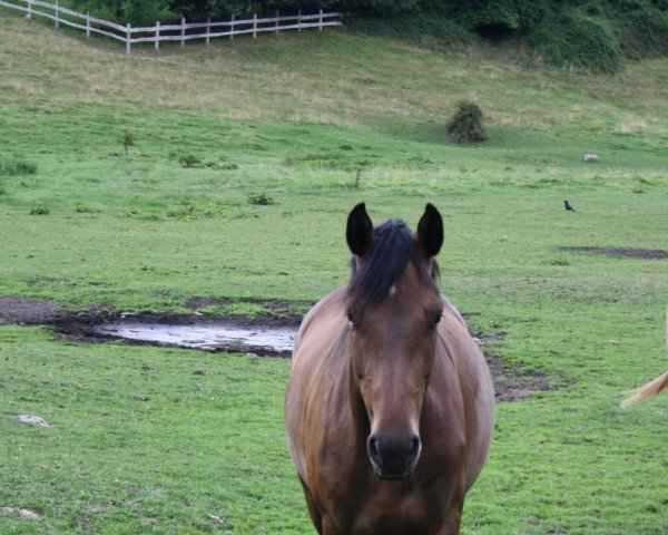 jumper Casper 504 (German Warmblood, 2018, from Coreggio)