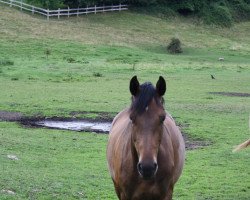 jumper Casper 504 (German Warmblood, 2018, from Coreggio)