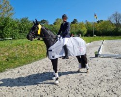 dressage horse Don Bon Jovi 2 (Hanoverian, 2013, from Don Bolero 3)