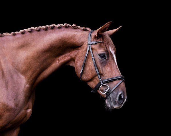 Springpferd Ratina W 6 (Hannoveraner, 2015, von Cascadello)