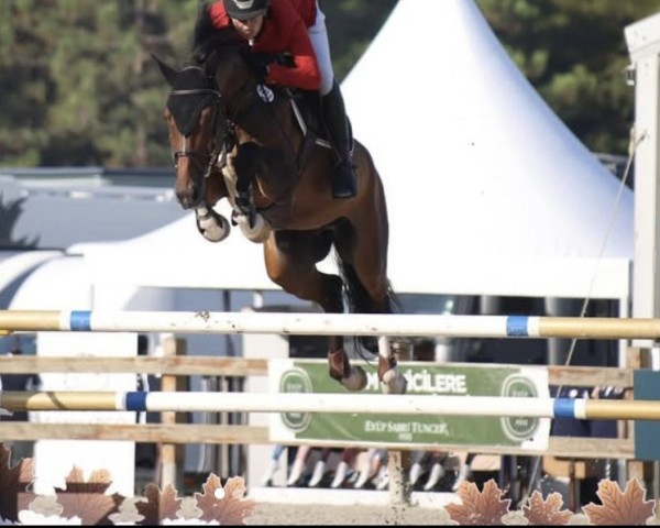 Springpferd Maikel (KWPN (Niederländisches Warmblut), 2017, von Global Express)