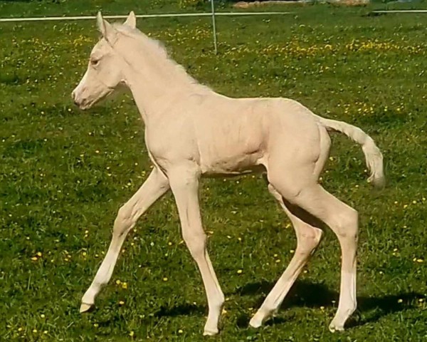 foal by Wert´s Dancing Daylicht (German Riding Pony, 2025, from Der Zauberlehrling)