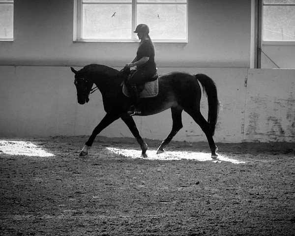 Pferd Severin 21 (Hannoveraner, 2009, von Stakkato)