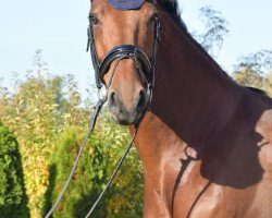 Springpferd Day Dream B (Westfale, 2013, von Dibadu L)