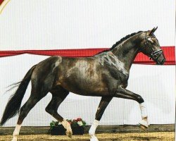 stallion Rocky Mountain (Hanoverian, 2020, from Revolution)