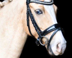 dressage horse Valentino 464 (Welsh Mix, 2018)
