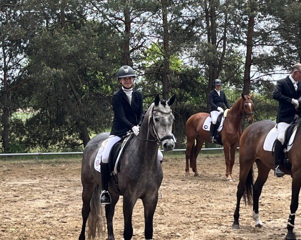 Pferd Kavos (Trakehner, 2021, von Imperio 3)