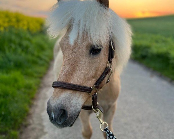 horse Phönix von Kessen (Shetland Pony, 2012, from Pilatus)