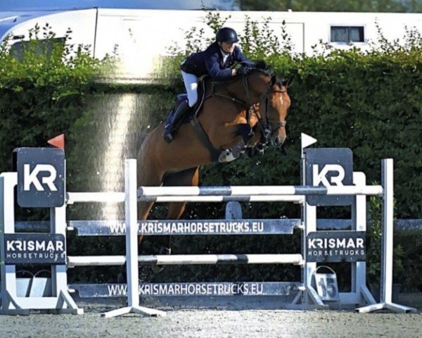 jumper Chocoprince of Picobello Z (Zangersheide riding horse, 2016, from Contendro I)