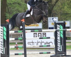 jumper Orlando van de Afspanning (Belgian Warmblood, 2014, from Kartouzo van 't Kathof)