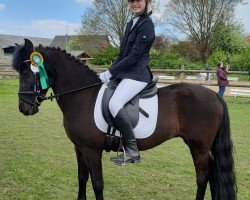 dressage horse Maya 235 (Welsh Mix, 2001)