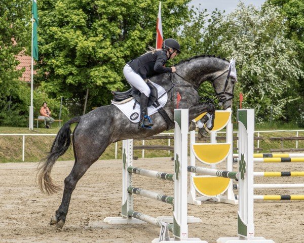 Springpferd Let's Fly 20 (Deutsches Sportpferd, 2020, von Last Man Standing)