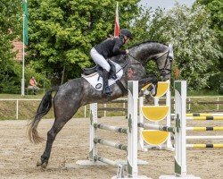 Springpferd Let's Fly 20 (Deutsches Sportpferd, 2020, von Last Man Standing)