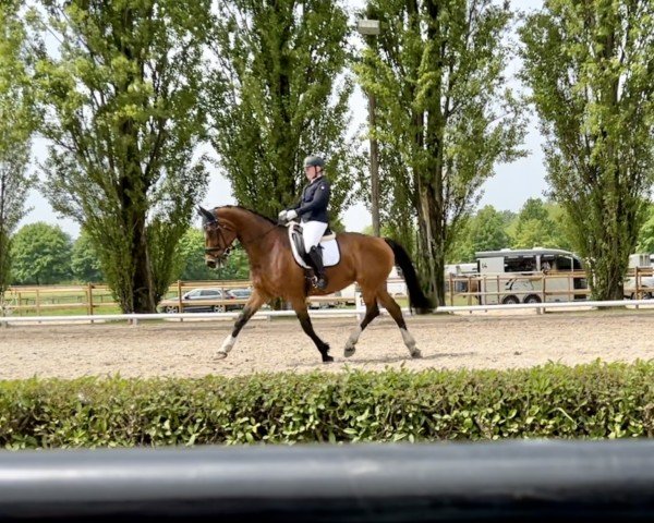 Dressurpferd Klara Komtess von Loh (Westfale, 2013, von Kulmann)