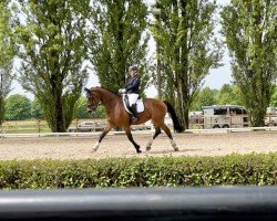 dressage horse Klara Komtess von Loh (Westphalian, 2013, from Kulmann)