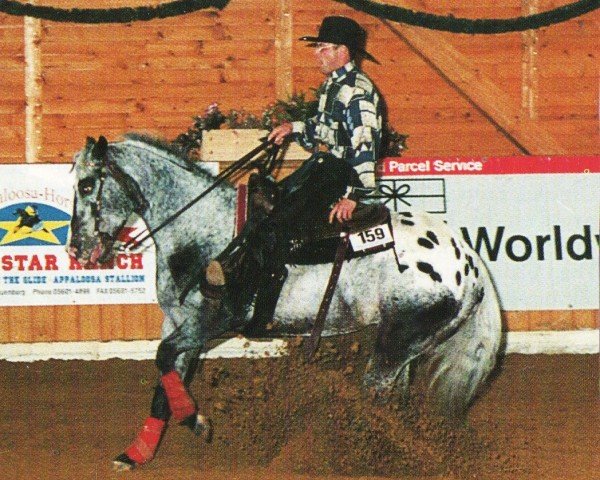 horse Prince Elliot (Appaloosa, 1988, from Prince Plaudit's Joker)