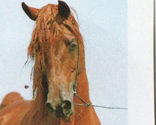 stallion El Thay Misk ox (Arabian purebred, 1987, from Ibn Nazeema EAO)