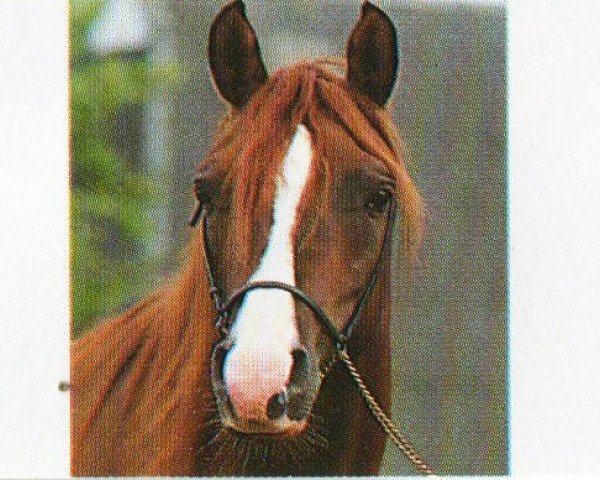 horse GROMET'S GINGER ox (Arabian purebred, 1989, from Gromet 1971 ox)