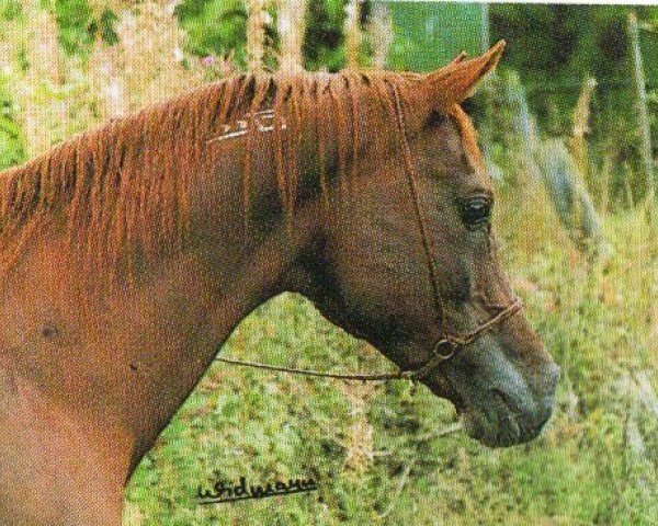 stallion Kahir ox (Arabian purebred, 1971, from Kaisoon 1958 EAO)