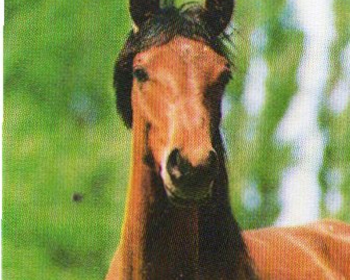 stallion Dinan 1991 ox (Arabian purebred, 1991, from Camerton 1973 ox)