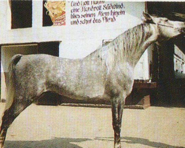 Pferd UP Mohammed A EAO (Vollblutaraber, 1988, von Mohssen EAO)