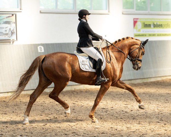broodmare Waitana 8 (German Sport Horse, 2019, from Fürst Romancier)