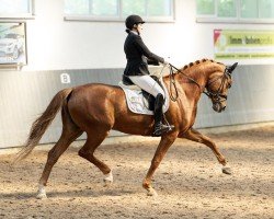 broodmare Waitana 8 (German Sport Horse, 2019, from Fürst Romancier)