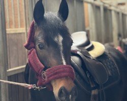 dressage horse Alfrun (German Riding Pony, 2017, from Adoro)