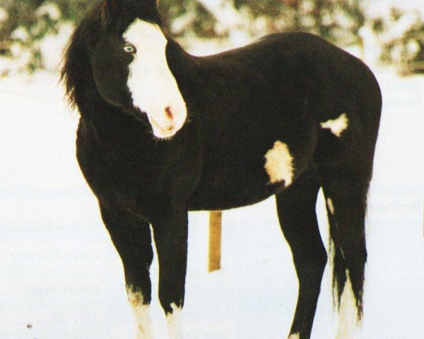 stallion Sonnys Hi Guy (Paint Horse, 1992, from Sonnys Kidnap) stallion Sonnys Hi Guy (Paint Horse, 1992, from Sonnys Kidnap)