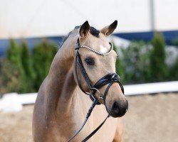 Dressurpferd Cool Looking S O (Deutsches Reitpony, 2020, von Charmeur)