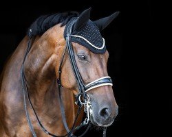 dressage horse Grantorina (Bavarian, 2009, from Landprinz)