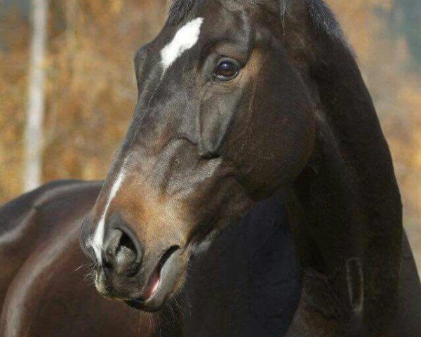 Dressurpferd Candero (Bayer, 2004, von Candillo Z)